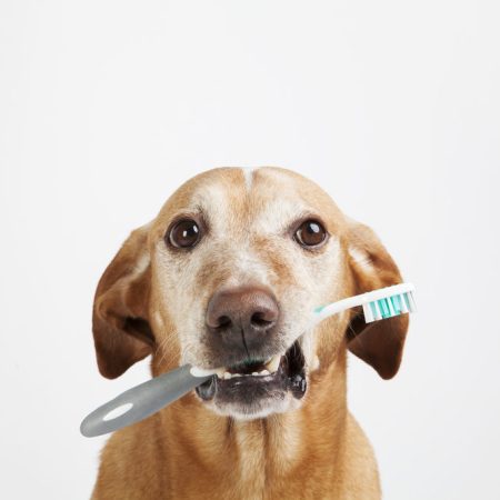 Teeth Brush